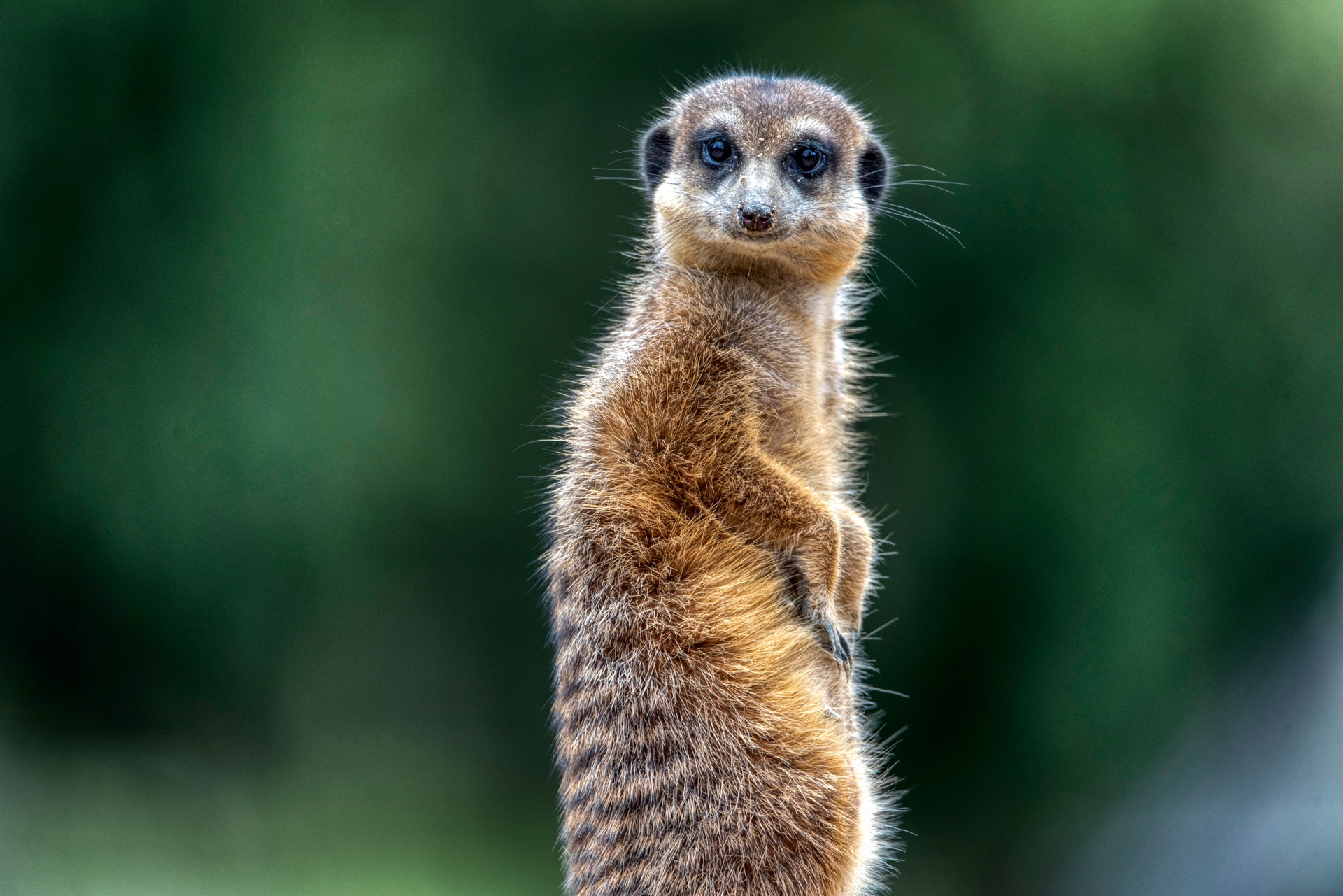 iStock-1982263194.jpg